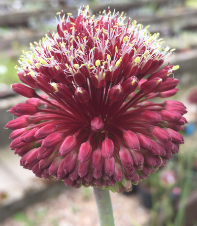 Allium amethystinum 'Red Mohican'